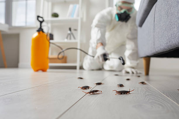 Commercial Kitchen Cockroach Control in Maple Plain